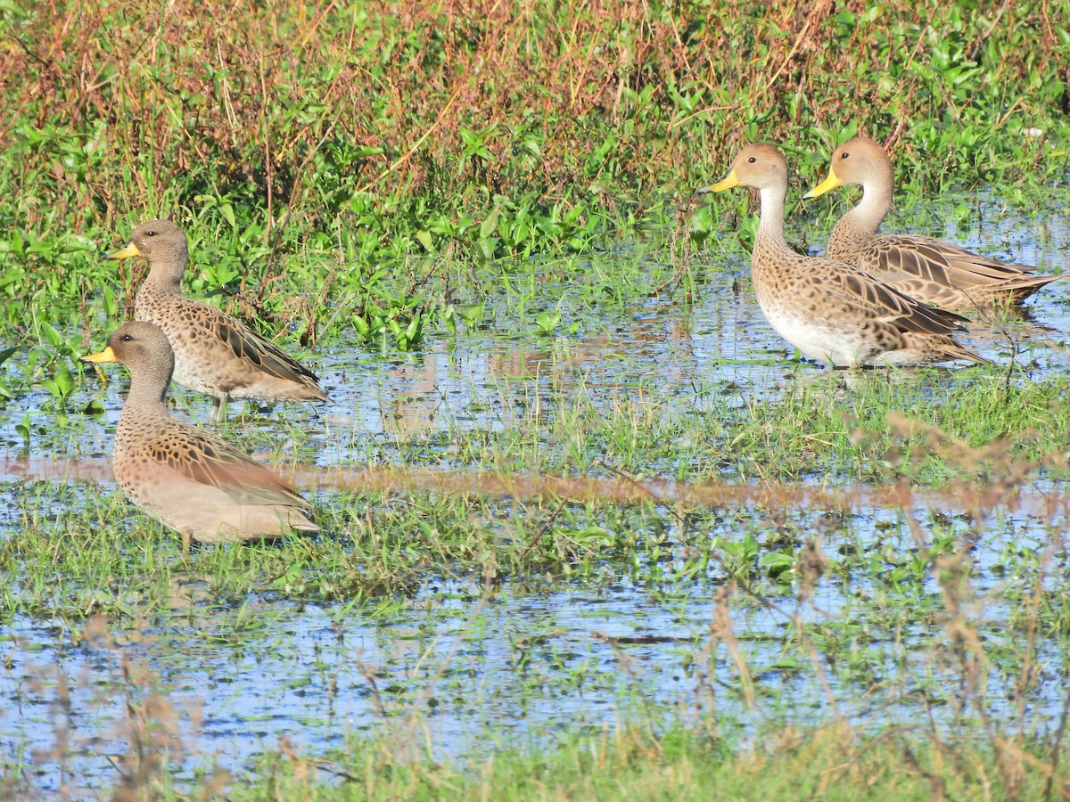 Yellow-billed Pintail - ML620590829