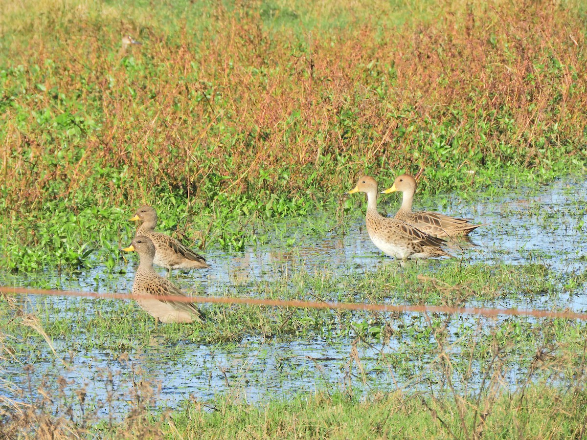 Yellow-billed Pintail - ML620590830