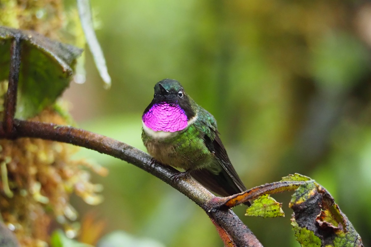 Colibrí Gorjiamatista (grupo amethysticollis) - ML620590840