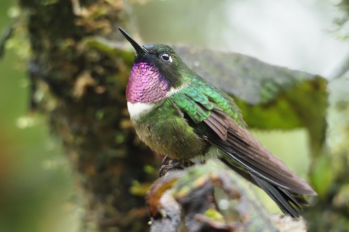 Amethyst-throated Sunangel - Jorge Humbser