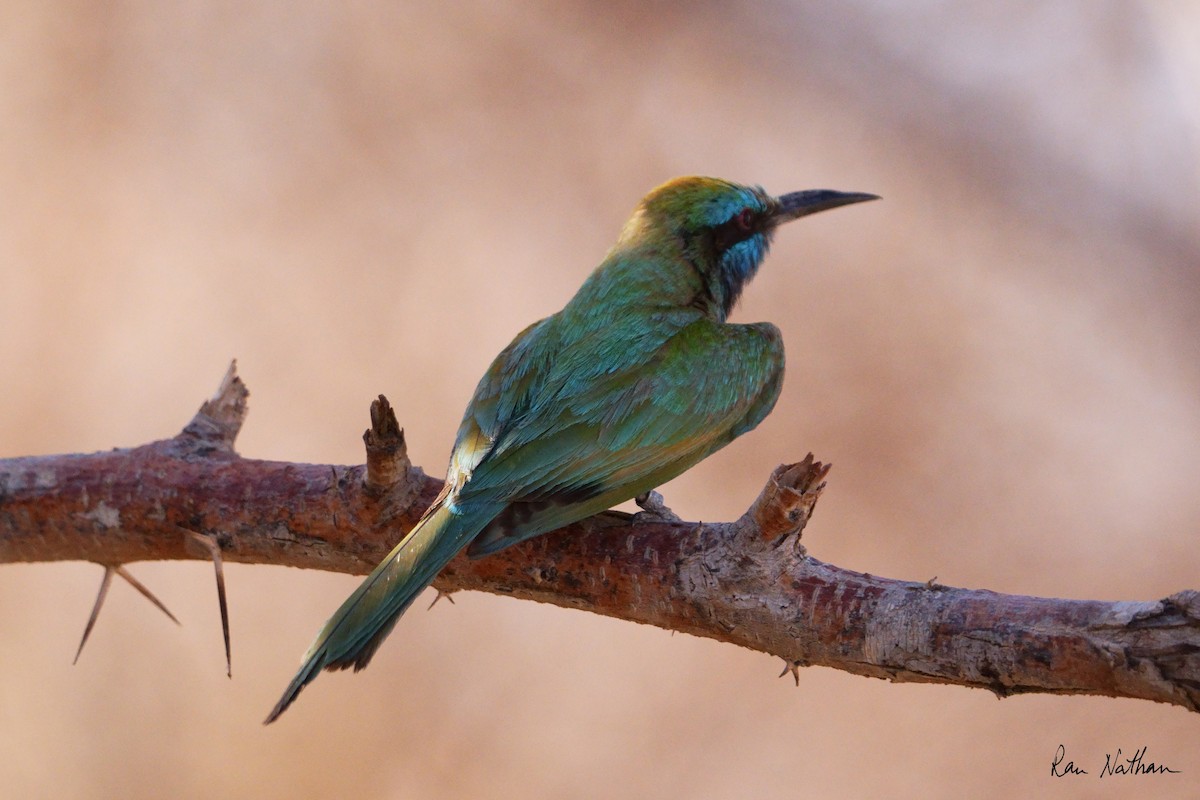 Arabian Green Bee-eater - ML620590868