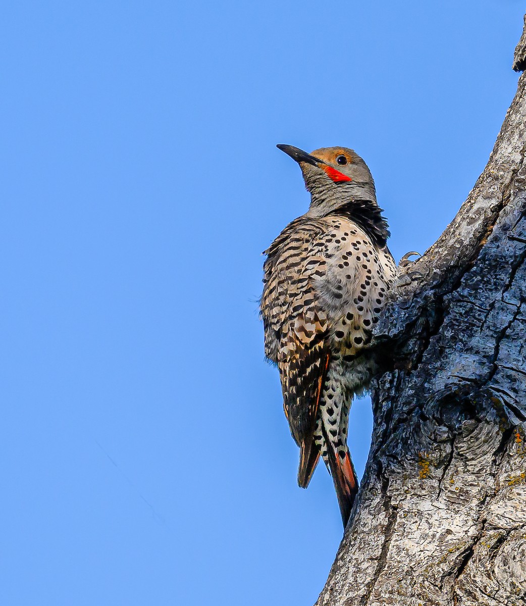 Northern Flicker (Yellow-shafted x Red-shafted) - ML620590875