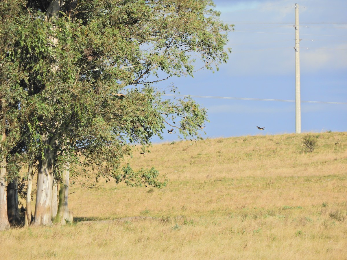 Guira Cuckoo - ML620590882