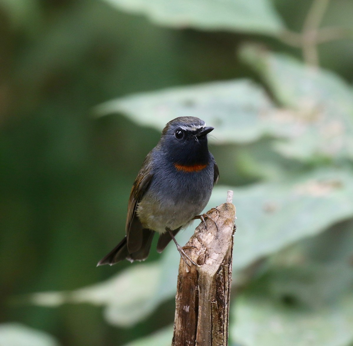 Rufous-gorgeted Flycatcher - ML620590883