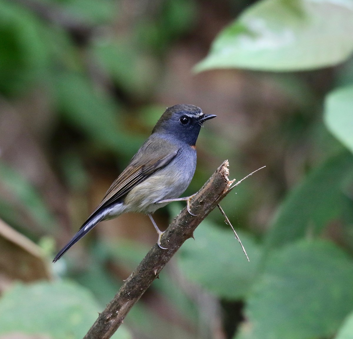 Rufous-gorgeted Flycatcher - Sandy Vorpahl