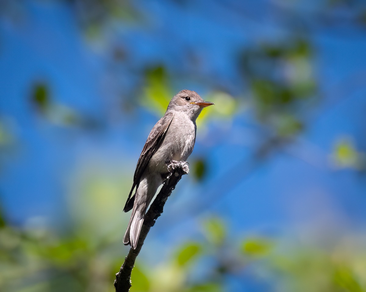 Western Wood-Pewee - ML620590888