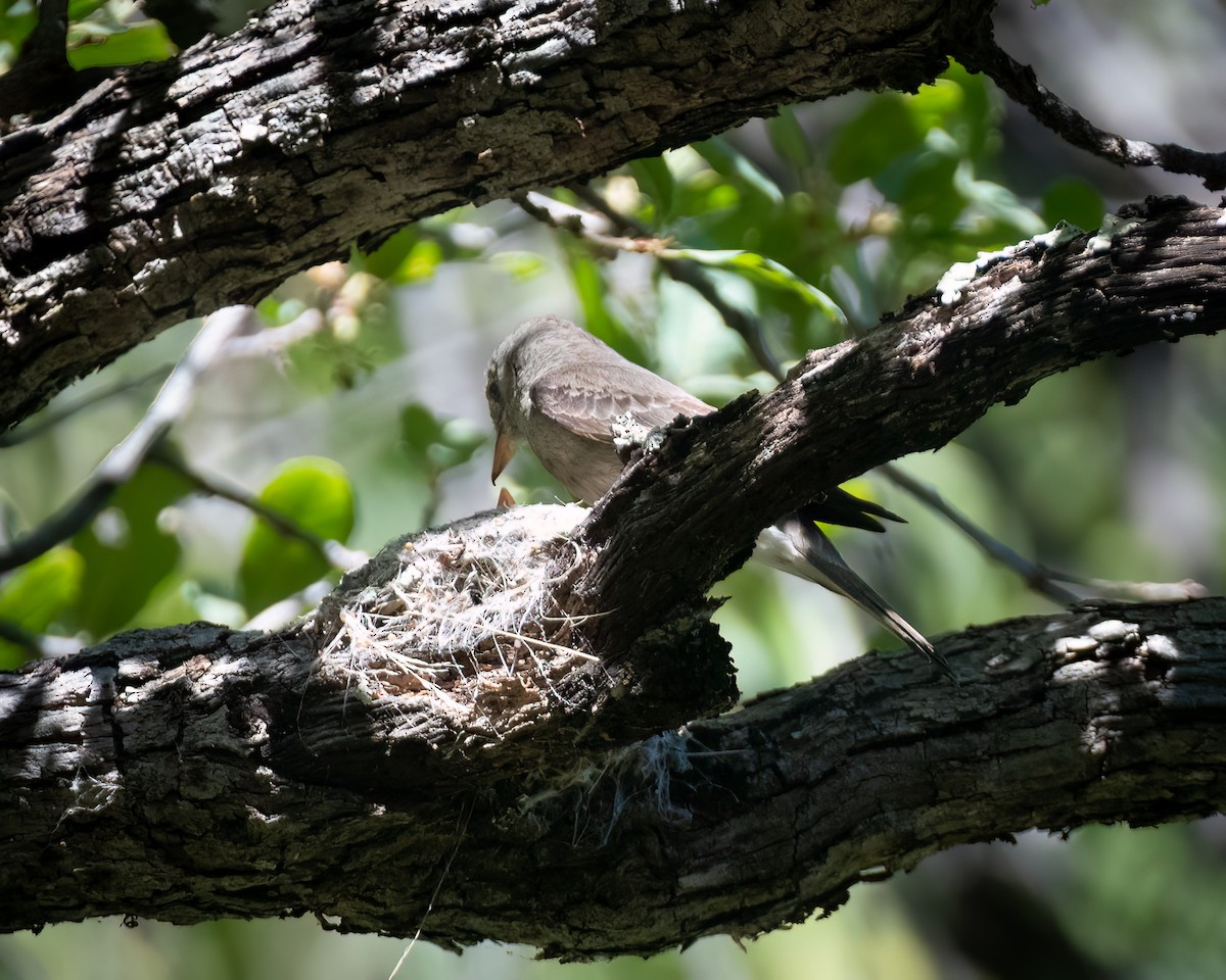 Western Wood-Pewee - ML620590889