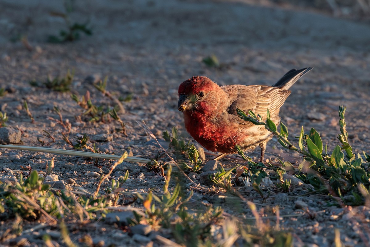 House Finch - ML620590890