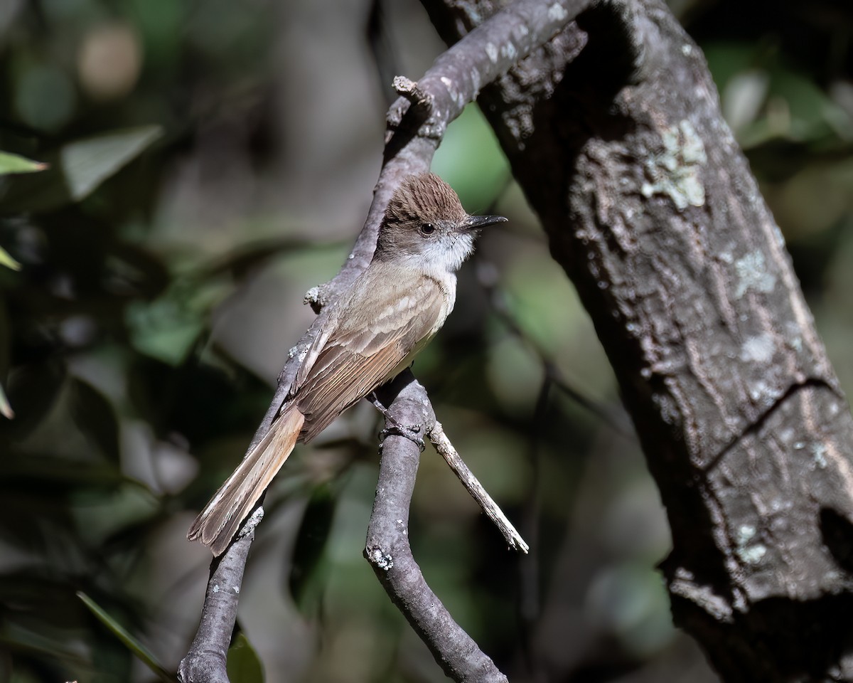 Brown-crested Flycatcher - ML620590901