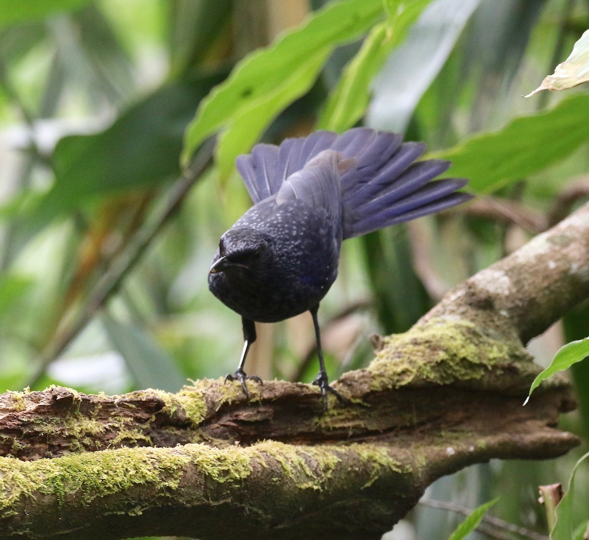 オオルリチョウ（caeruleus） - ML620590910