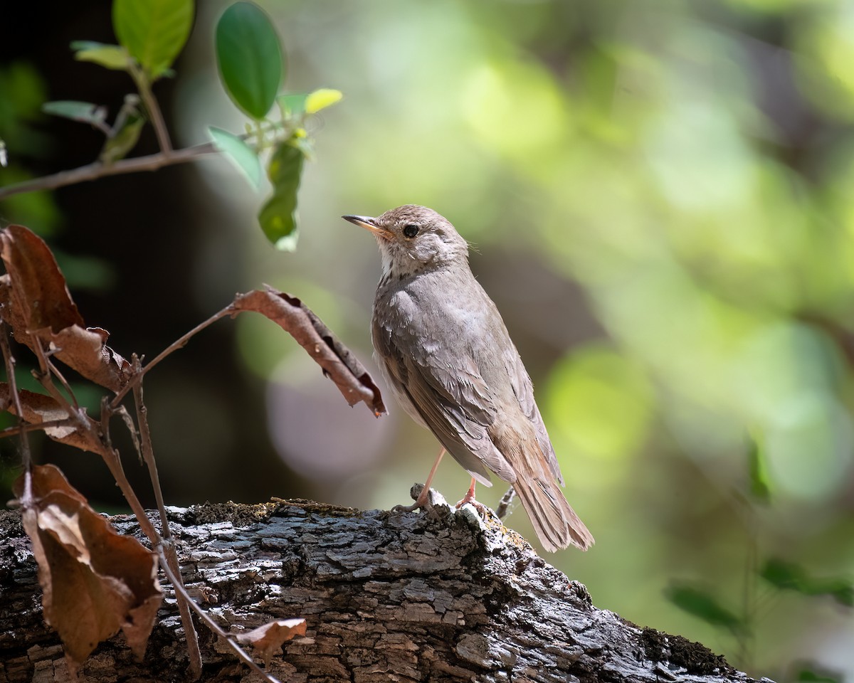 Hermit Thrush - ML620590912