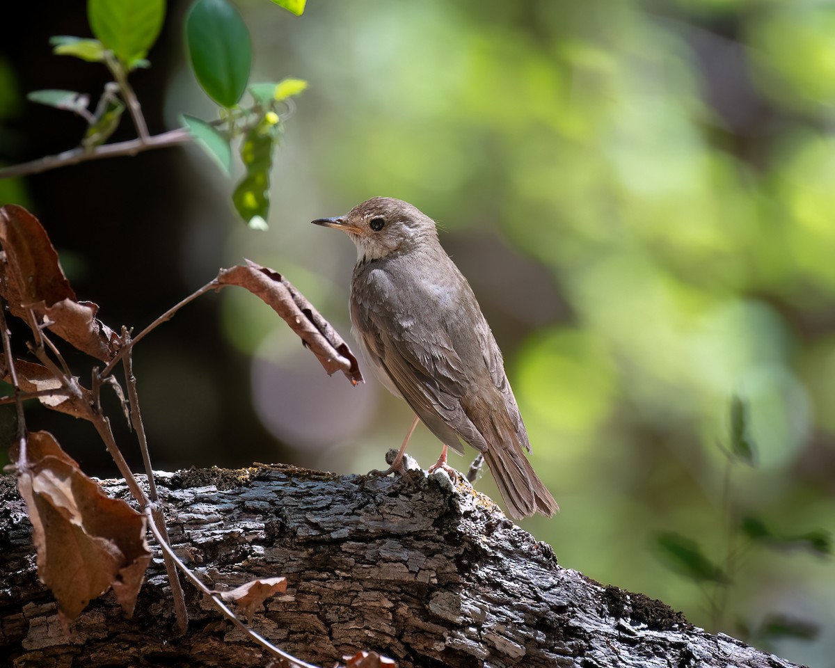 Hermit Thrush - ML620590913