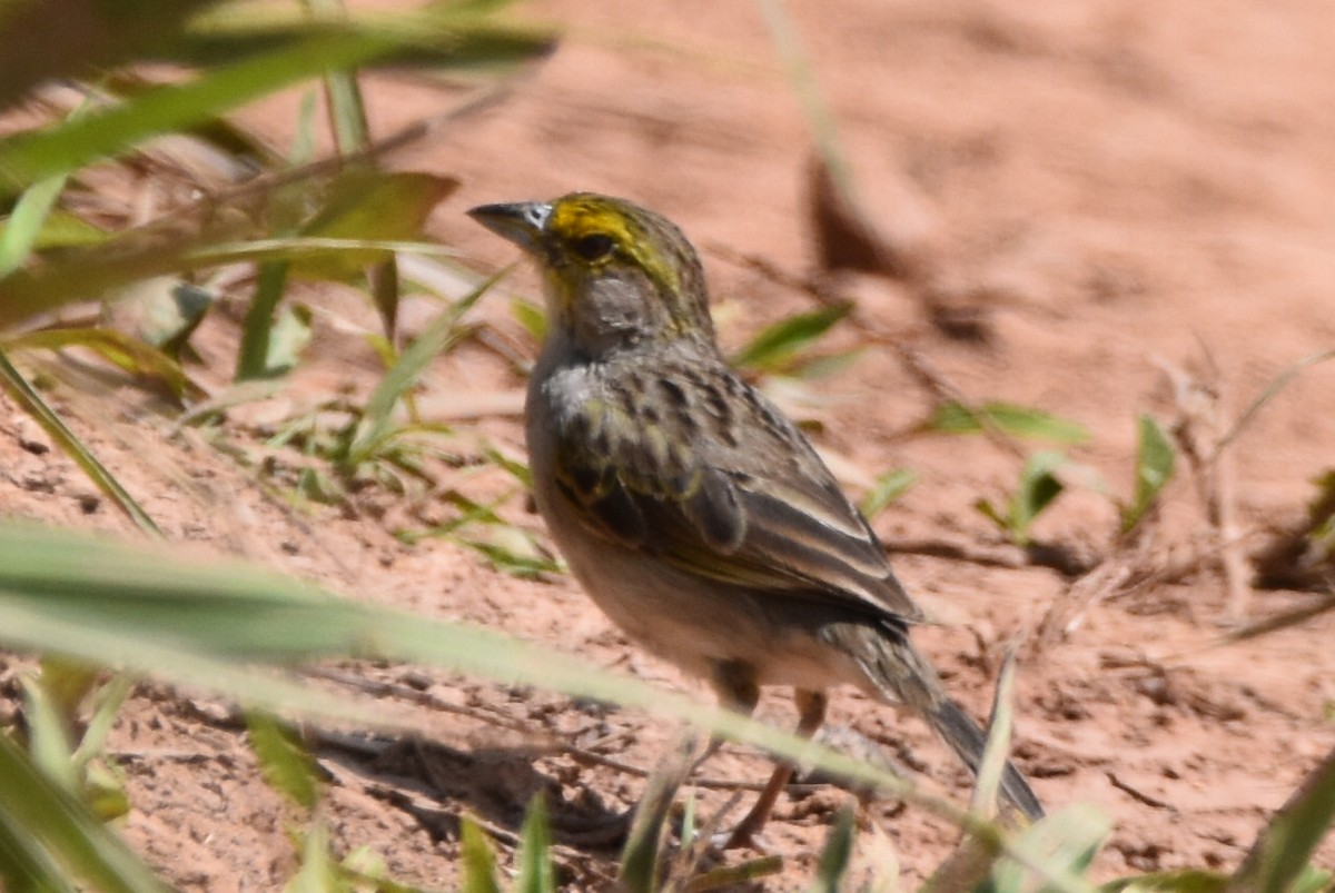 Yellow-browed Sparrow - ML620590914