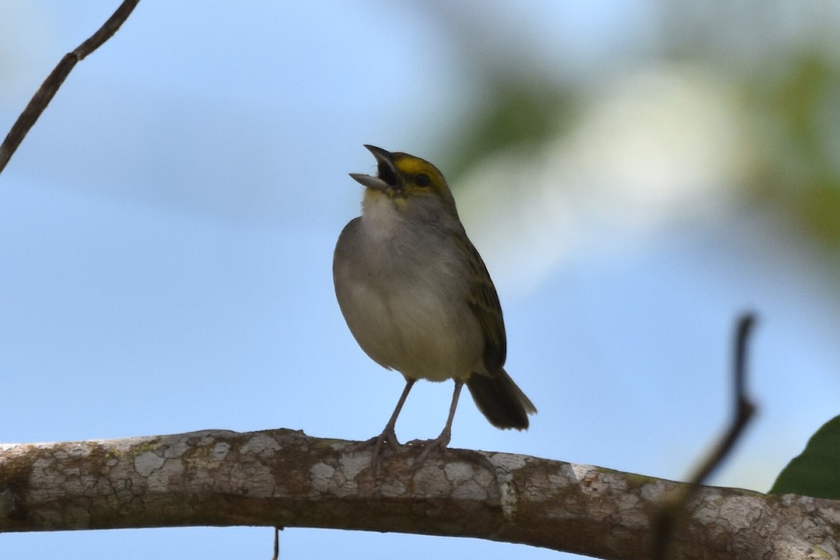 Yellow-browed Sparrow - ML620590915