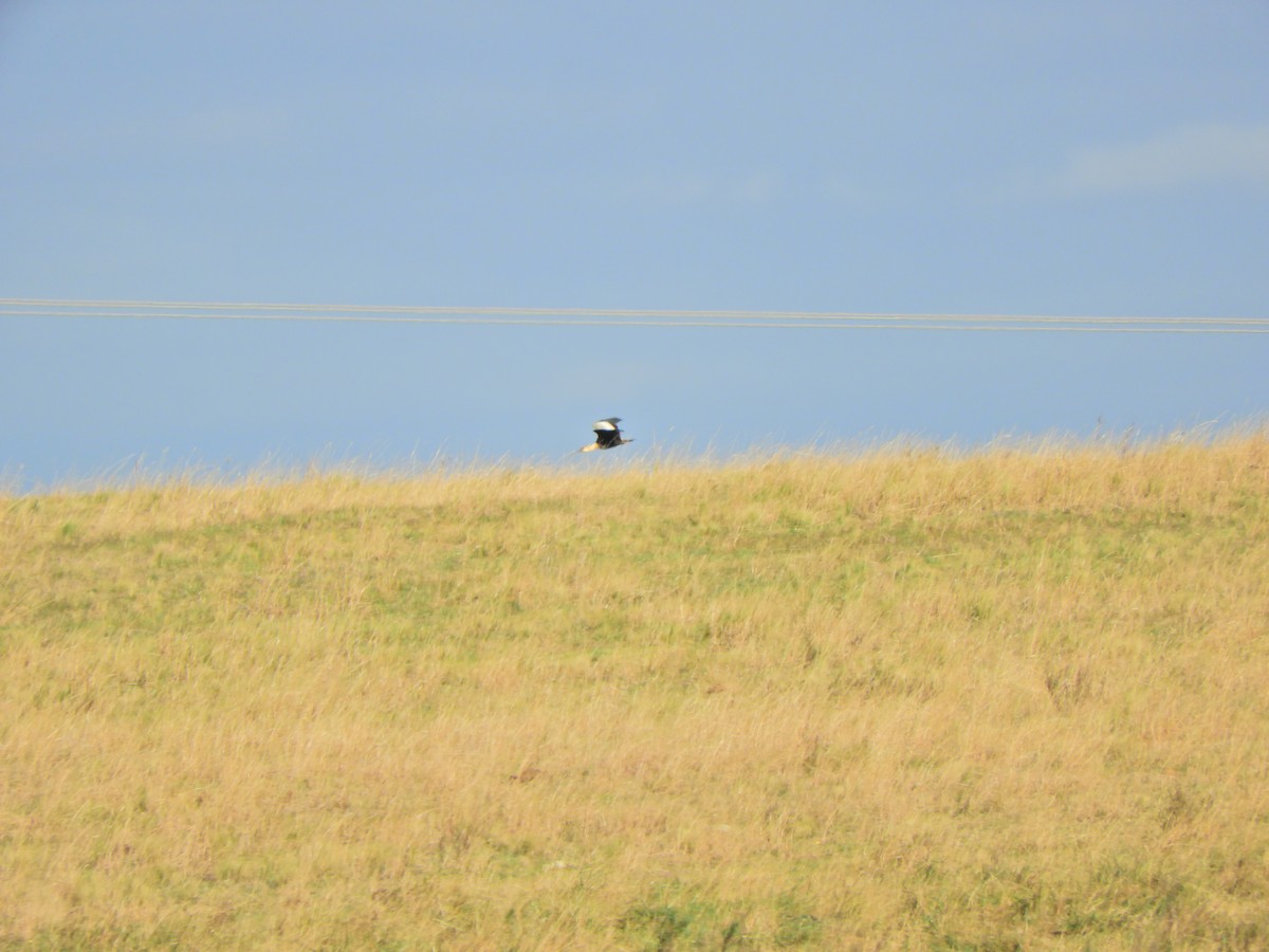 Buff-necked Ibis - ML620590917