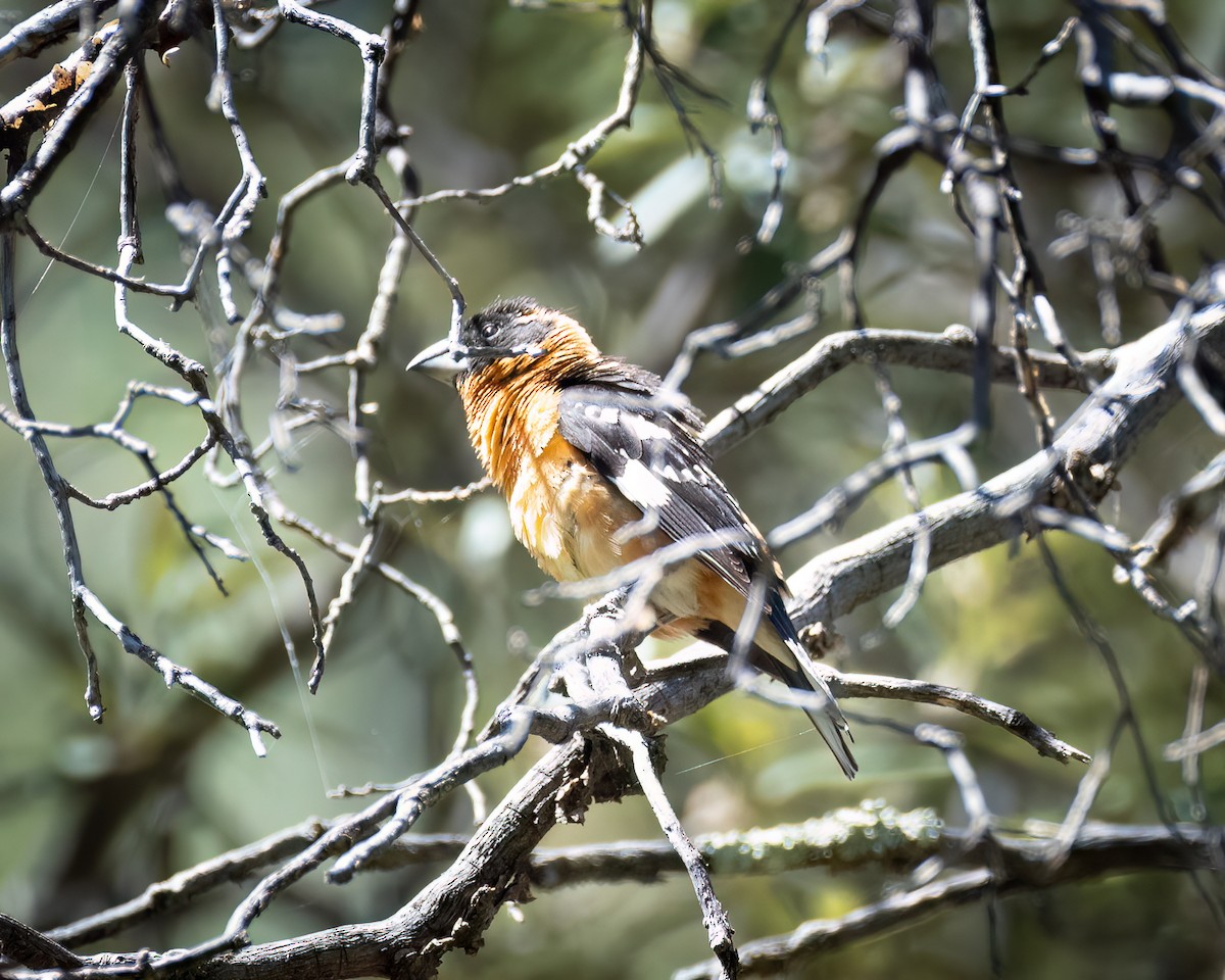 Black-headed Grosbeak - ML620590918