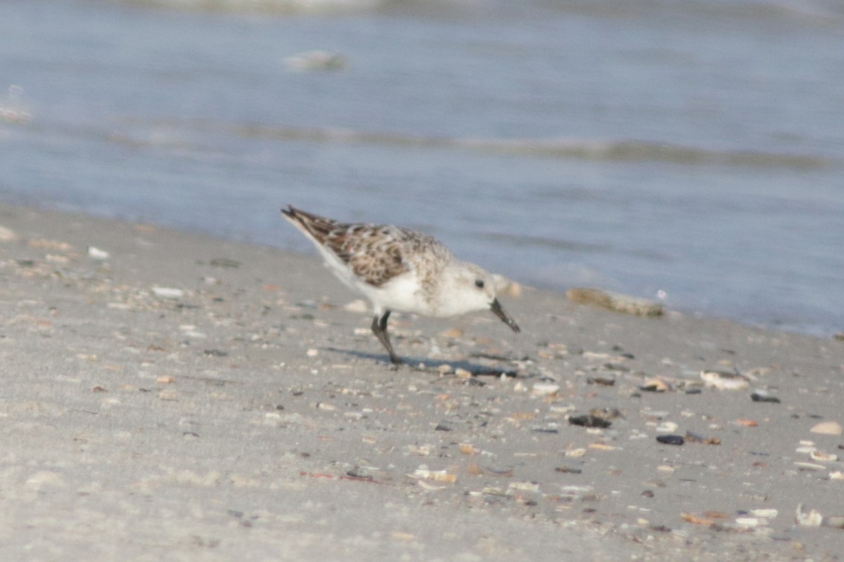 Bécasseau sanderling - ML620590919