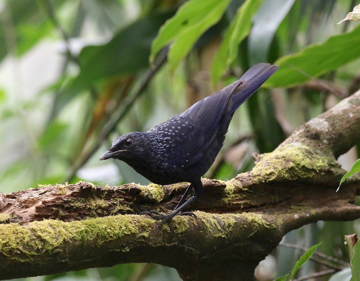 オオルリチョウ（caeruleus） - ML620590920