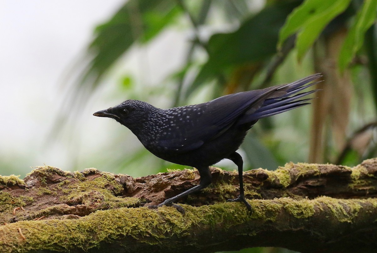 Blue Whistling-Thrush (Black-billed) - ML620590922