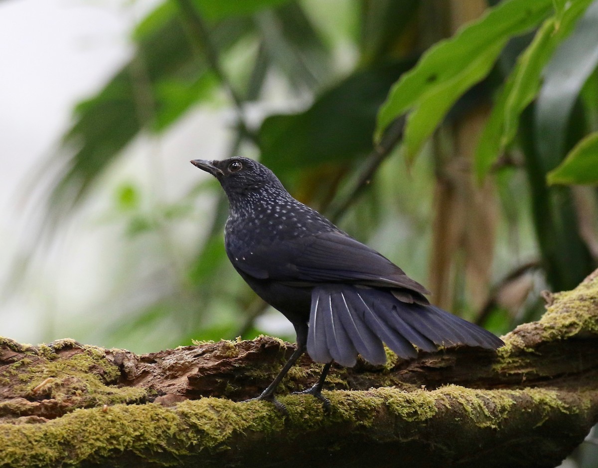 Blue Whistling-Thrush (Black-billed) - ML620590925