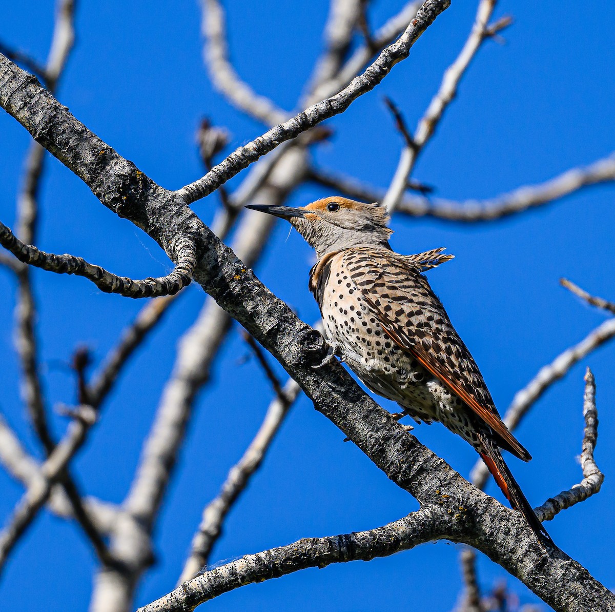 Northern Flicker - ML620590927