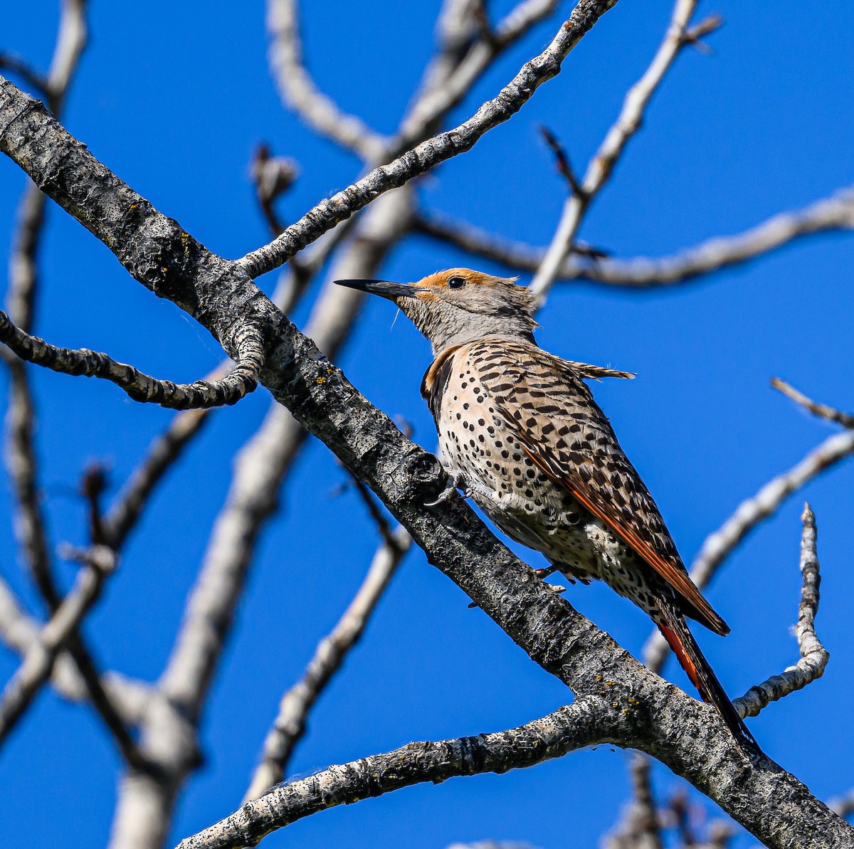 Northern Flicker - ML620590928