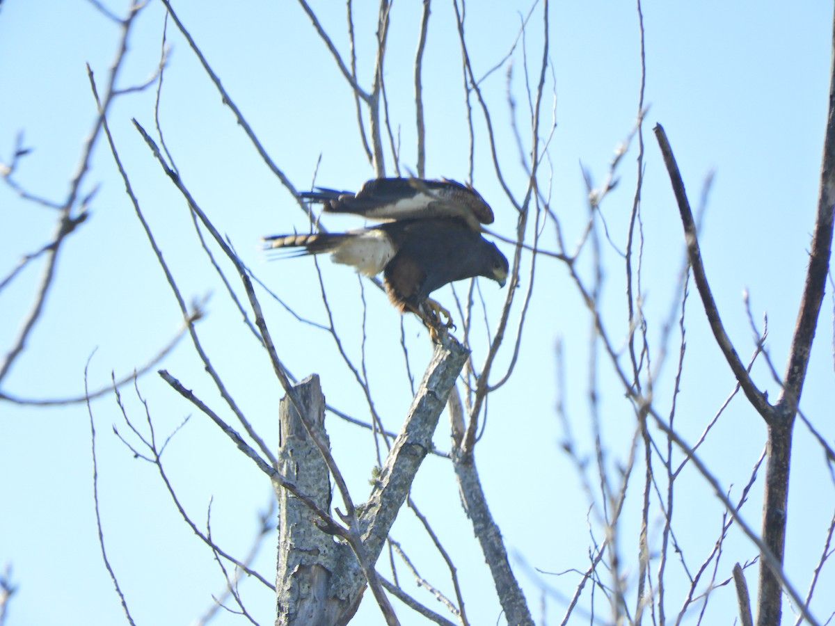 Harris's Hawk - ML620590931