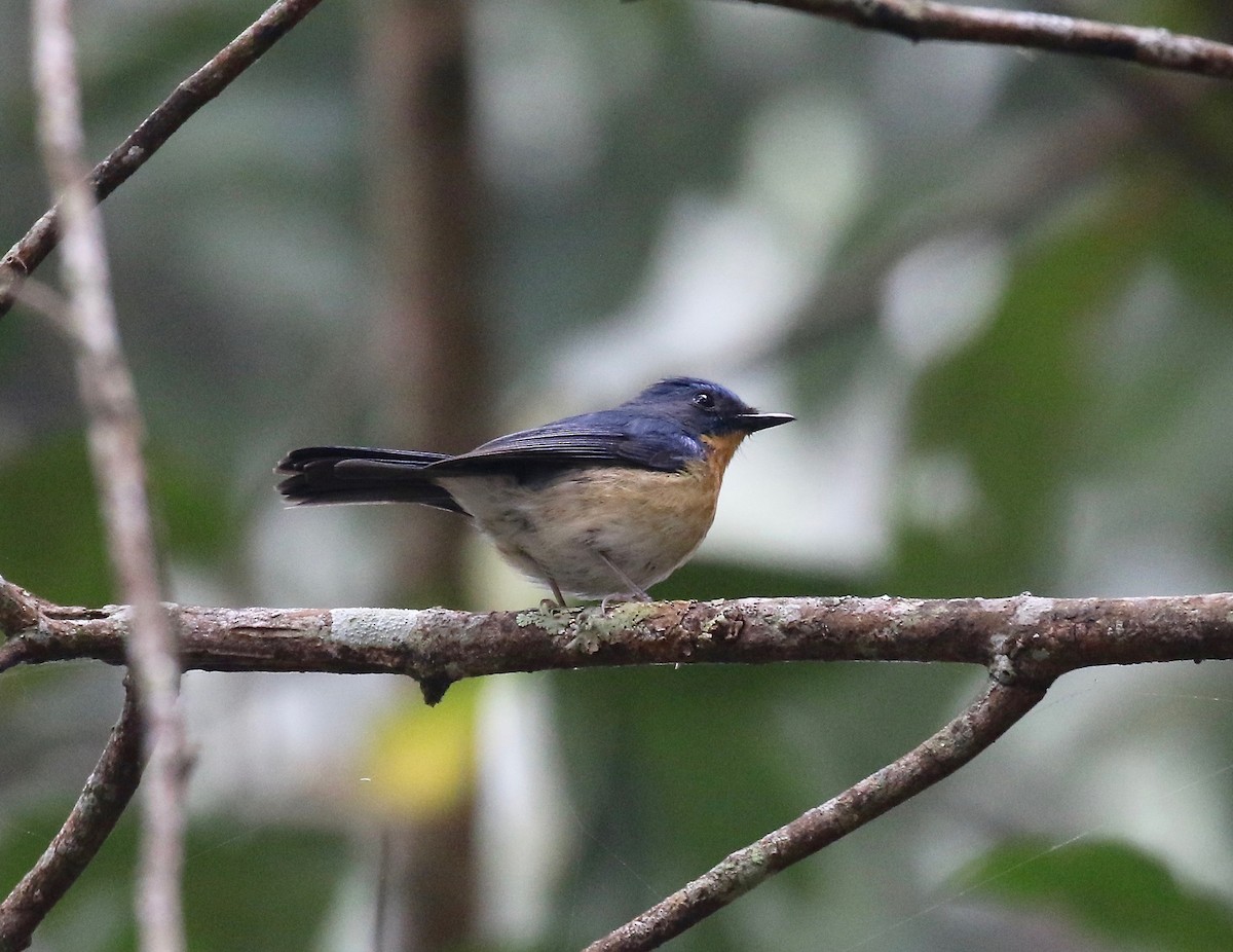 Hill Blue Flycatcher - ML620590936