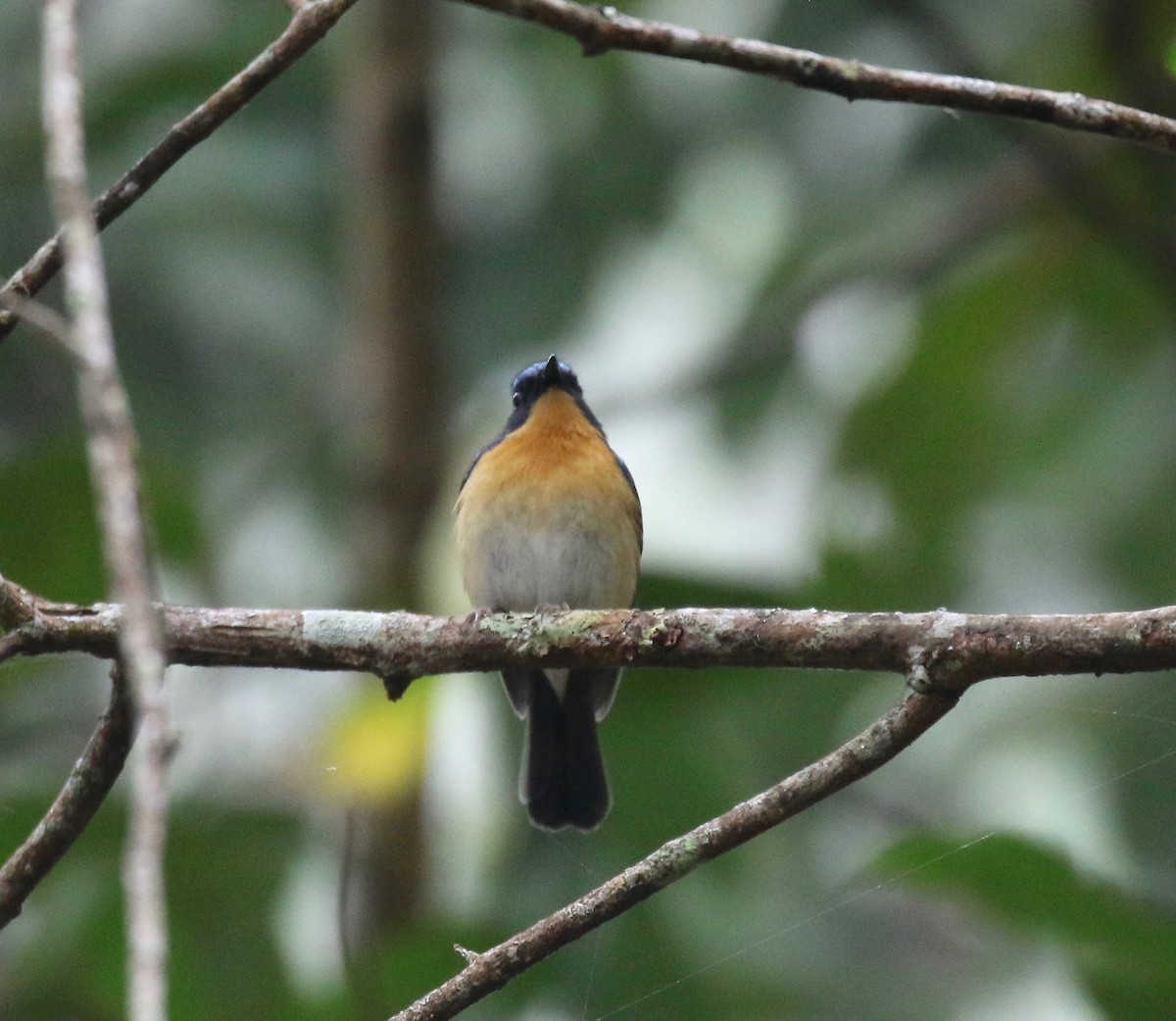 Hill Blue Flycatcher - ML620590937