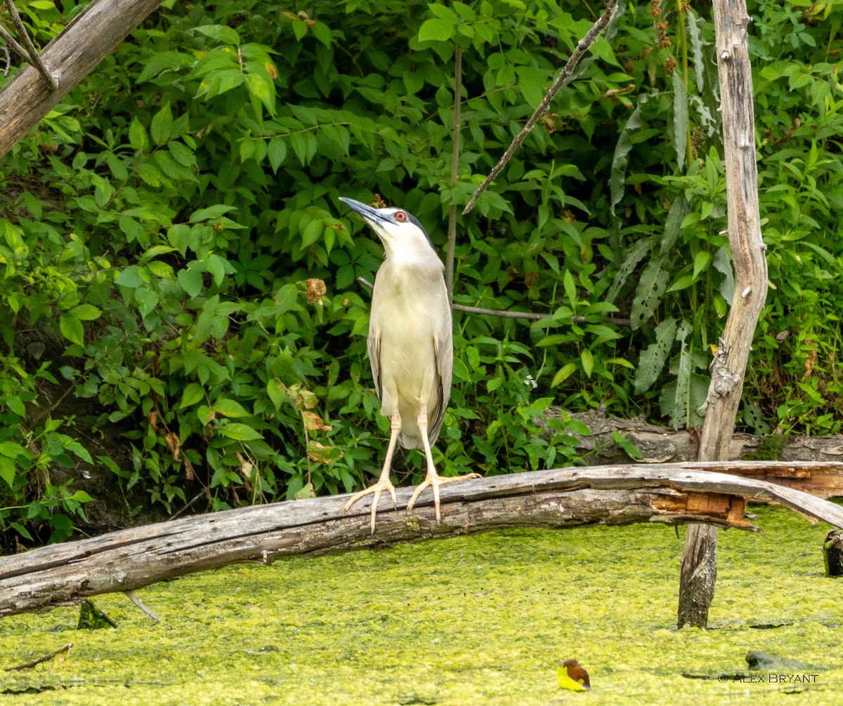 Black-crowned Night Heron - Alex Bryant