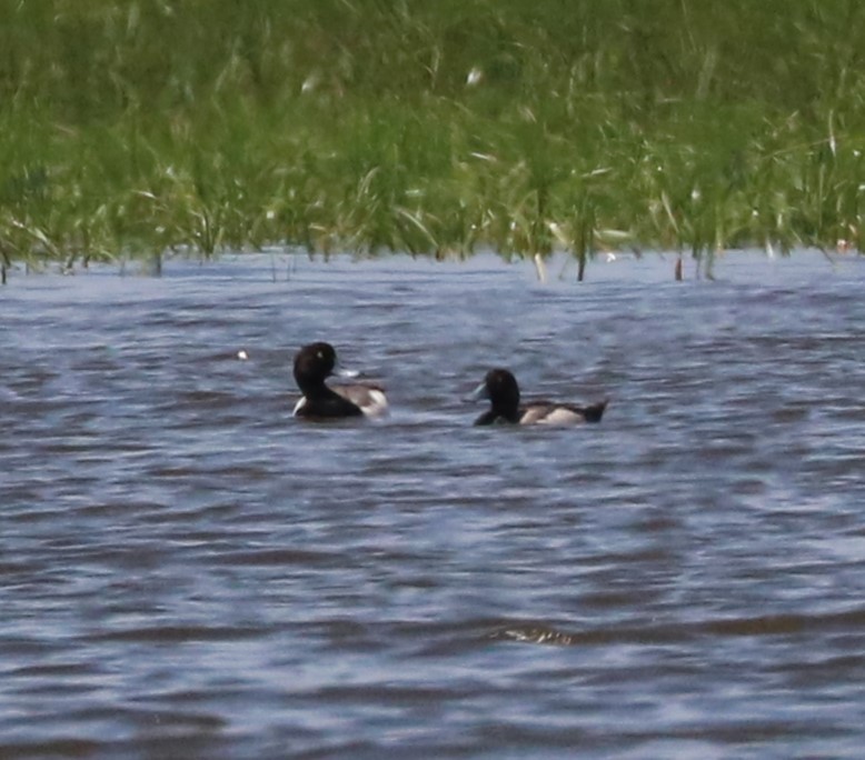 Greater/Lesser Scaup - ML620590940