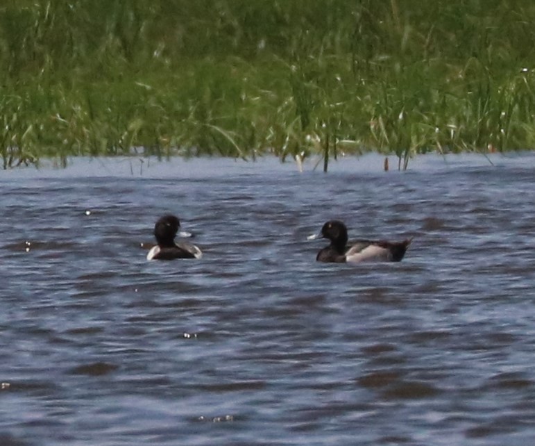 Greater/Lesser Scaup - ML620590941