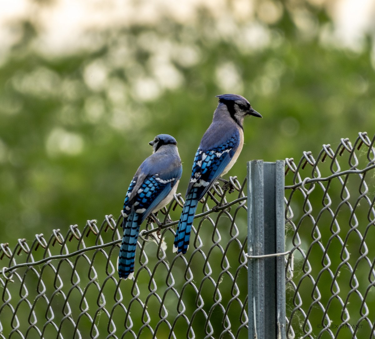 Blue Jay - ML620590942