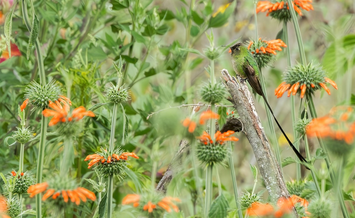 Black-tailed Trainbearer - ML620590944