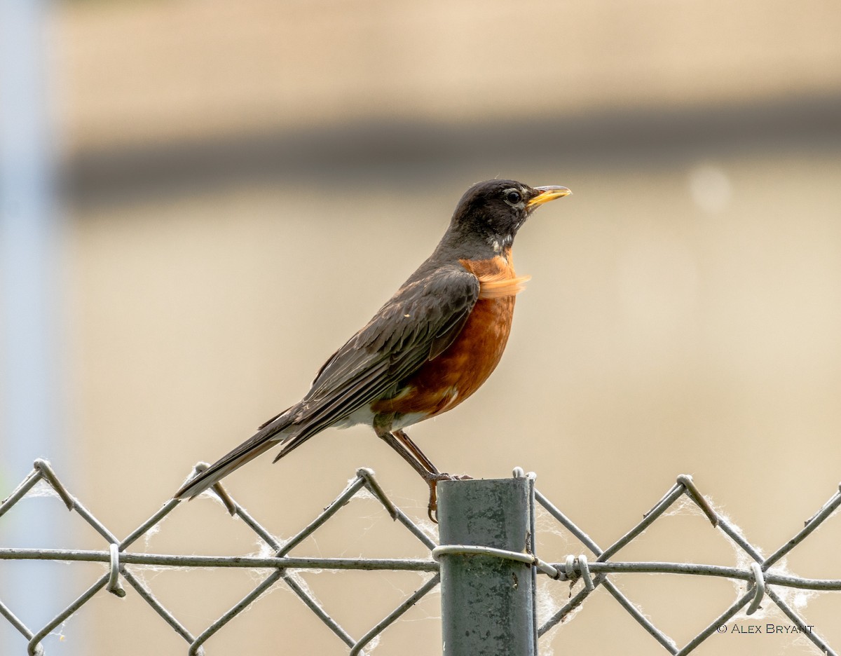 American Robin - ML620590945