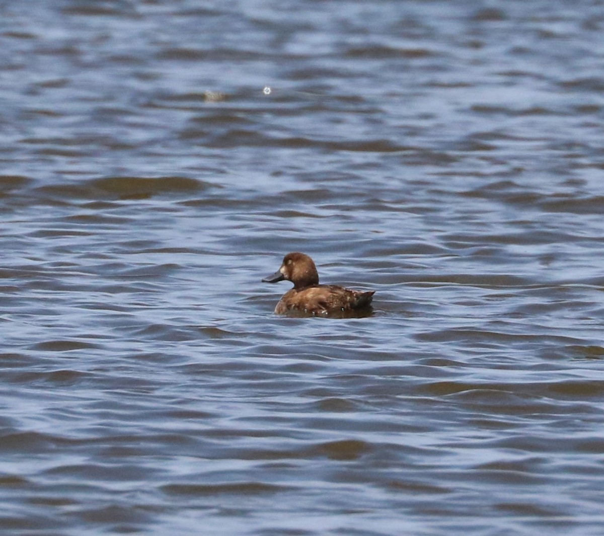 Lesser Scaup - ML620590947