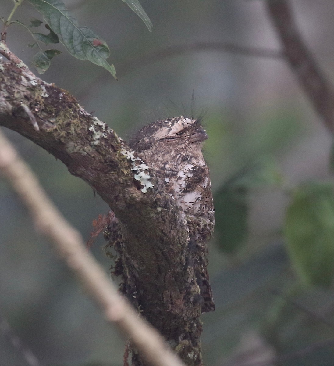 Hodgson's Frogmouth - ML620590948