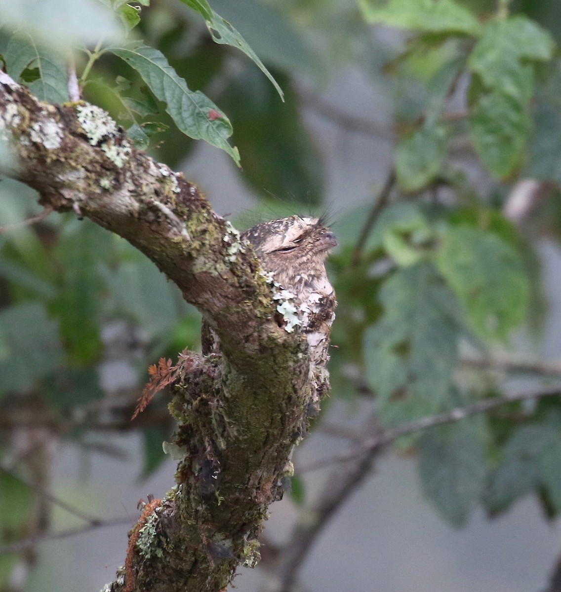 Hodgson's Frogmouth - ML620590949