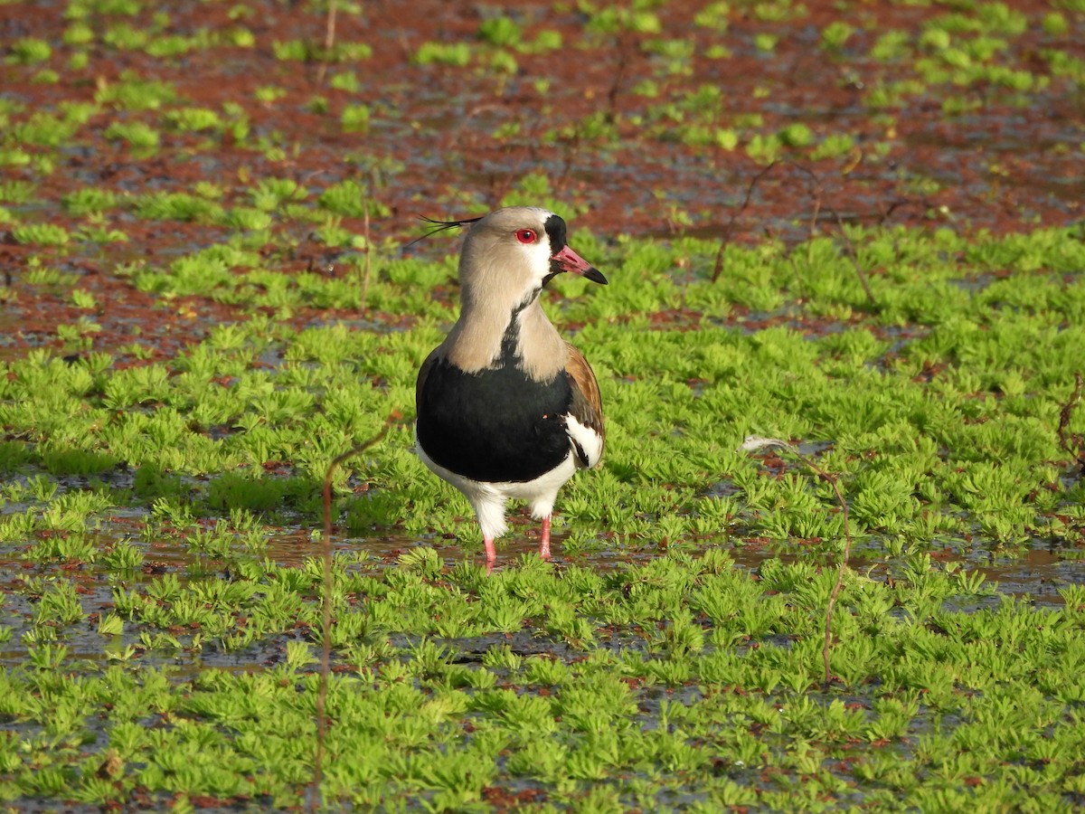 Southern Lapwing - ML620590953