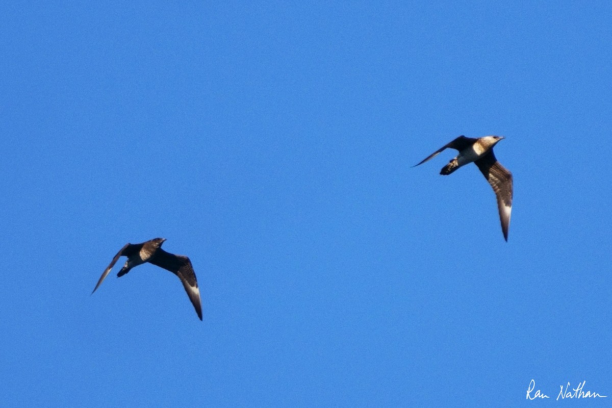 Parasitic Jaeger - ML620590964