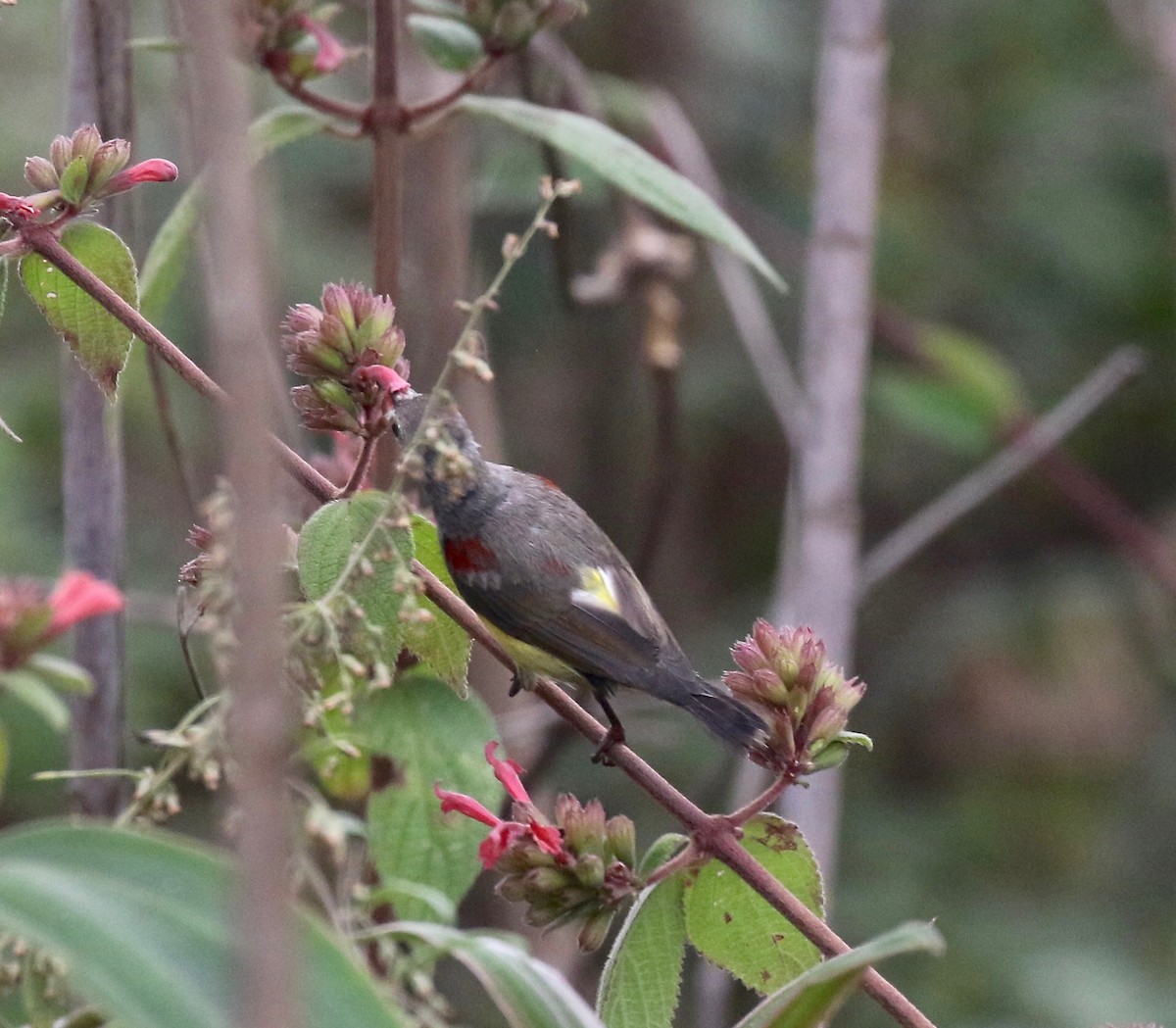 Mrs. Gould's Sunbird - ML620590974