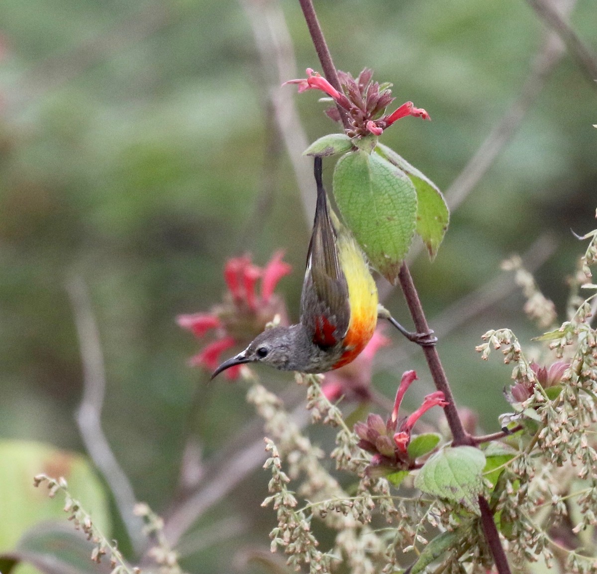 Mrs. Gould's Sunbird - ML620590977