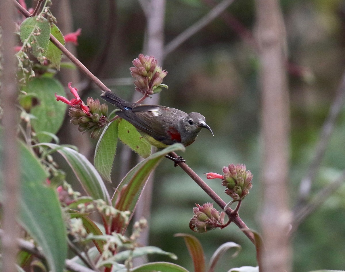 Mrs. Gould's Sunbird - ML620590979