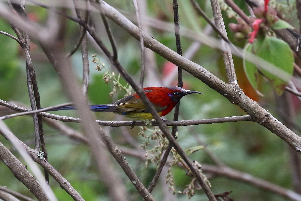 Mrs. Gould's Sunbird - ML620590982