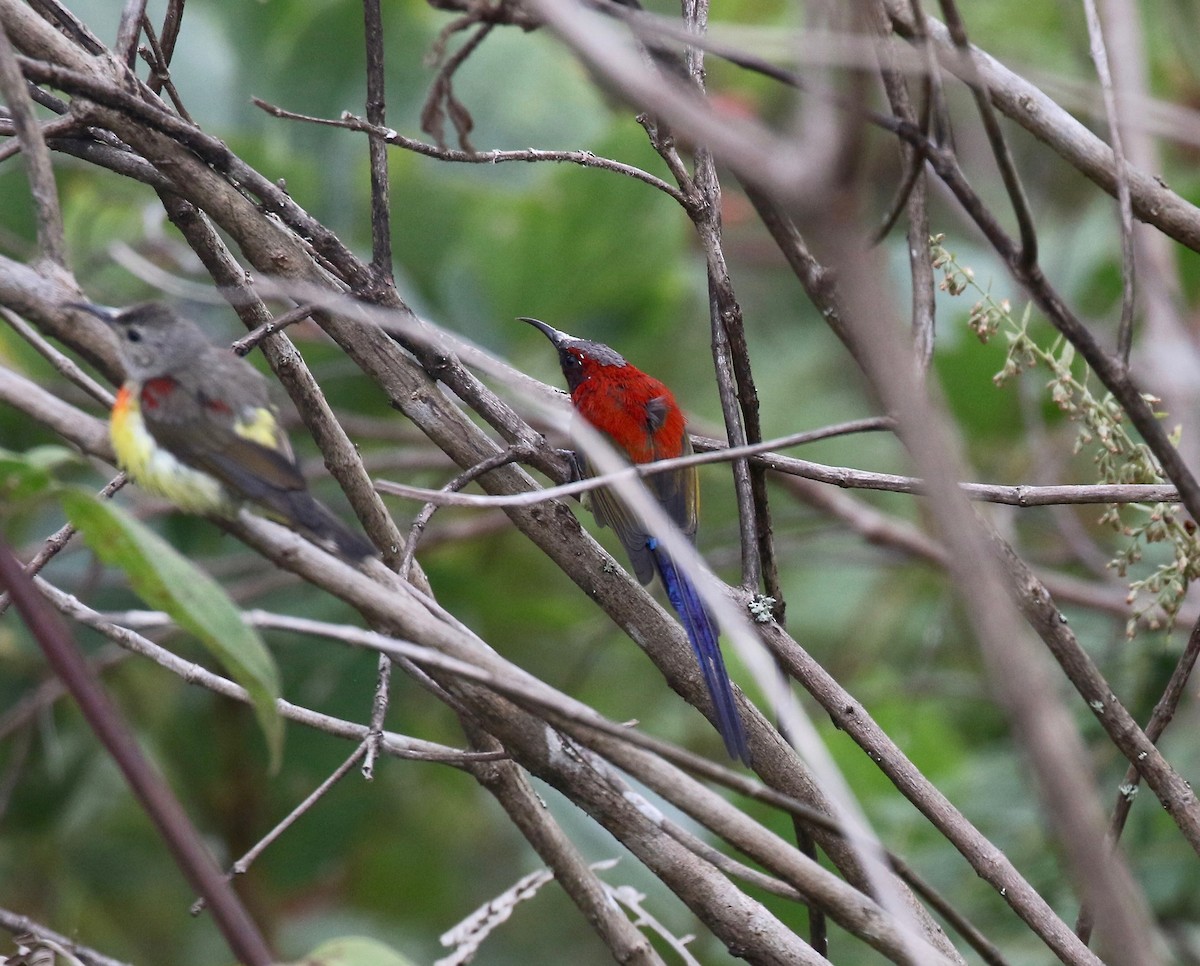 Mrs. Gould's Sunbird - ML620590988