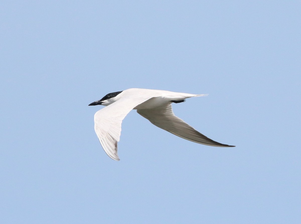 Gull-billed Tern - ML620590989