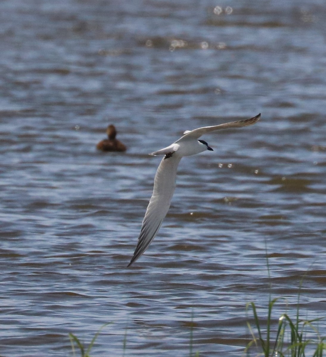 Gull-billed Tern - ML620590990