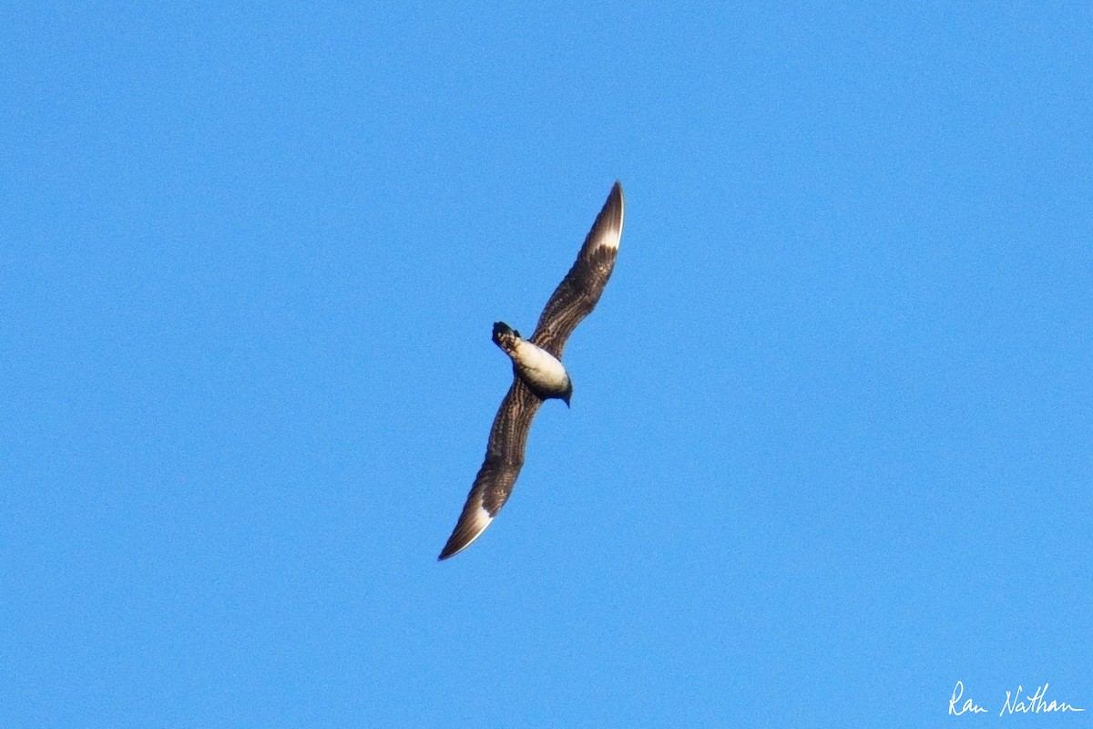 Parasitic Jaeger - ML620590995