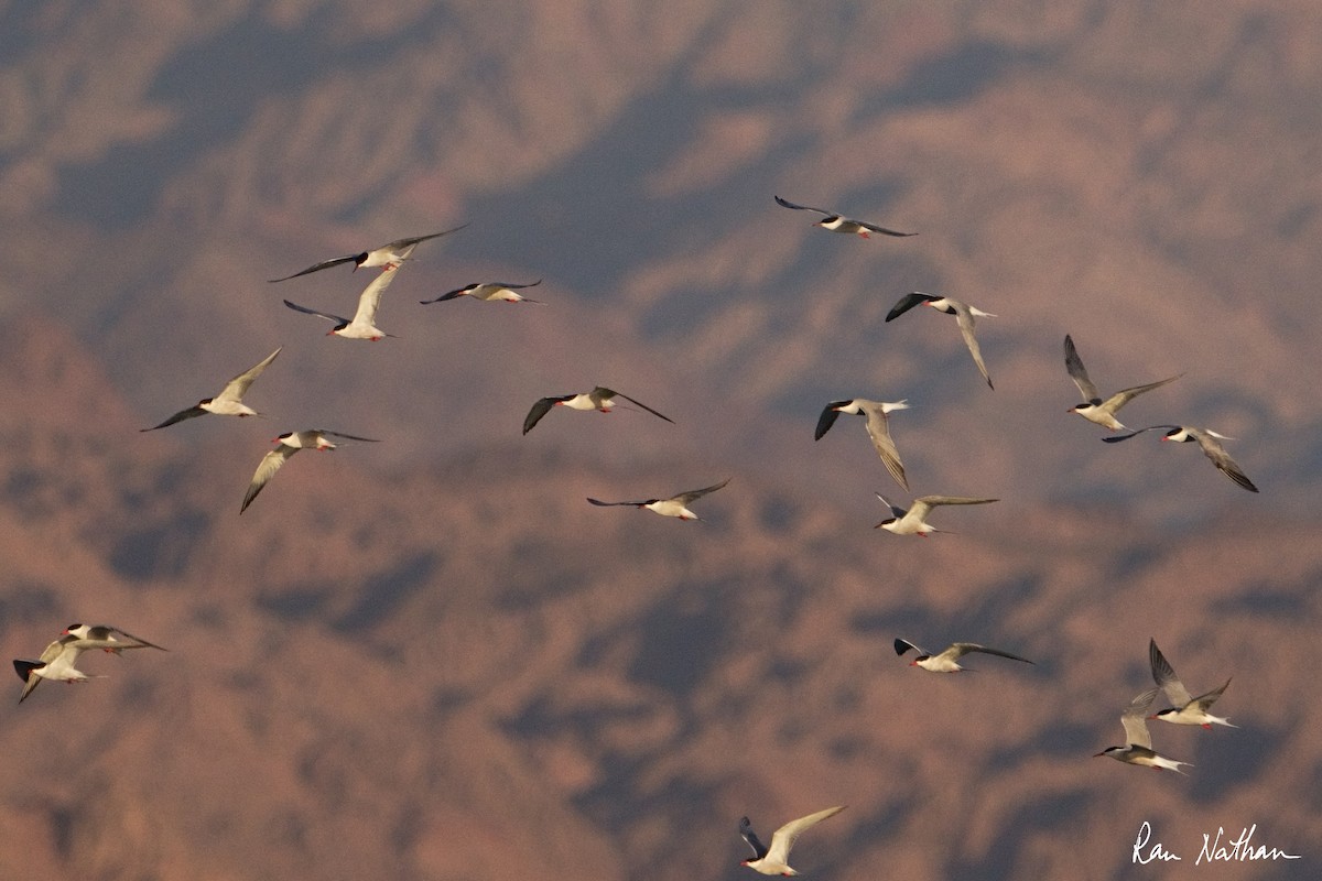 Common Tern - Ran Nathan