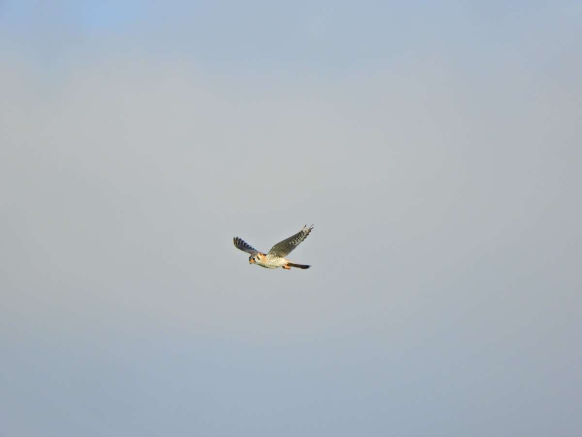 American Kestrel - ML620590998